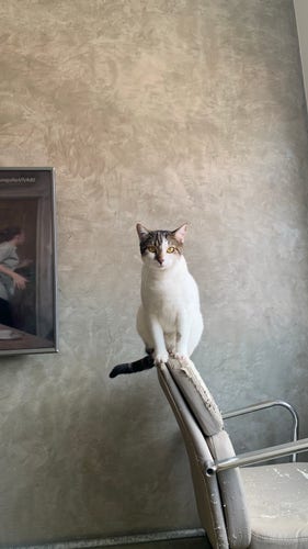 A cat perched on a damaged chair backrest in front of a textured wall with a glimpse of the frame of a TV.