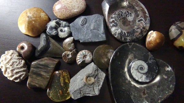 An assortment of fossils, mostly palm stone sized. There's a bunch of shells, a trilobite, sand dollar, petrified wood, amber with about a dozen termites in it, a clam, giant shark tooth.