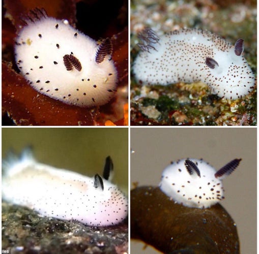 A collage of four images showing a Jorunna parva (sea bunny) nudibranch in different positions on underwater surfaces.