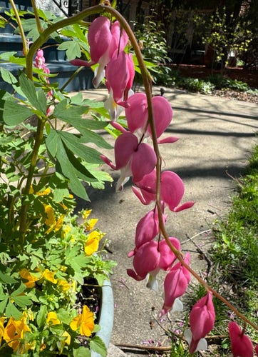 A hanging stem of pink bleeding heart flowers with a backdrop of green foliage and yellow pansies in a garden setting.
