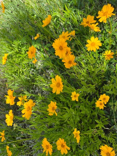 Fleurs jaunes dans un champ.