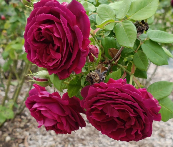 3 roses de couleur rose foncé vues de près, au bout de branches qui plonges vers le sol paillé. Elles comportent de très nombreux pétales et font partie de la roseraie historique.