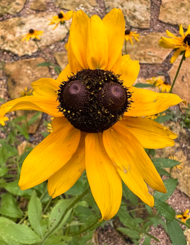 Photograph looking down at a black eyed Susan (Rudbeckia) flower with a developmental anomaly such that is has two centers. The impression is one of a bug-eyed sunflower.