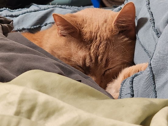 Bobby, an orange tabby cat, is sleeping tucked under blankets.