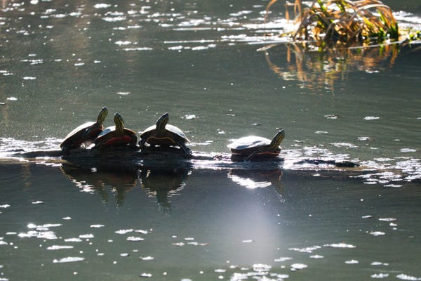 Four Painted Turtles basking on a log floating in a beaver pond. 