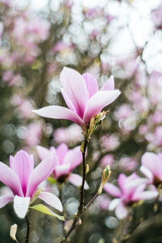 Photos of blooming magnolia flower, blurred branches can be seen in the background