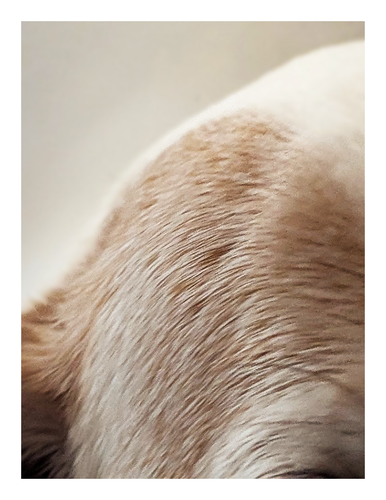 extreme close-up of the "forehead" of a terrier with short white coat and brown spots. neutral background.
