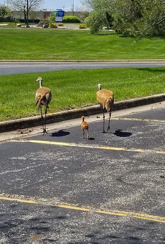 Watching a male and female Sandhill Crane walking away from me with a very young chick toddling along in between them. They are leaving a parking area and entering a grassy lawn. The baby bird is so small next to his large parents.
