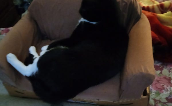A tuxedo cat sitting up in a pet sofa watching TV 
