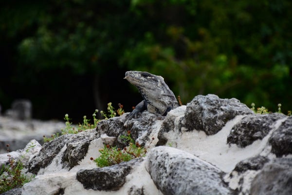 Iguana siedząca na skalistym terenie z zielonymi liśćmi w tle.