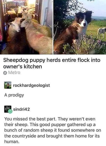 Sheepdog puppy herds entire flock into owner's kitchen
rockhardgeologist:
 A prodigy 
EsindrMZ: 
You missed the best part. They weren’t even their sheep. This good pupper gathered up a bunch of random sheep it found somewhere on the countryside and brought them home for its human. 