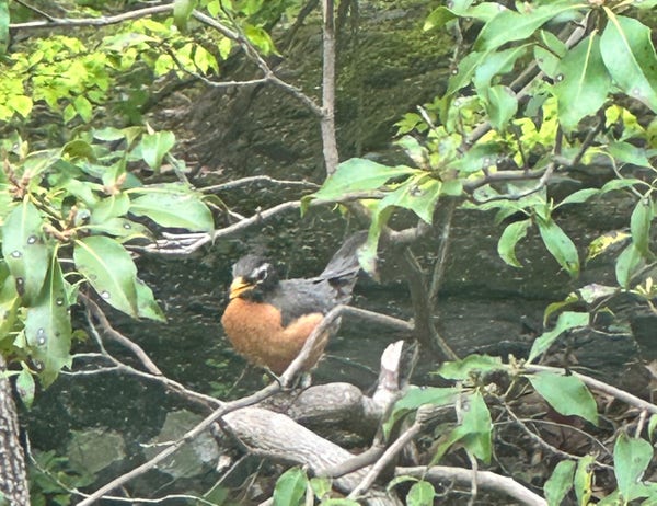 Photo of bird with orange chest, yellow beak and a white line above the eye, nestled in a tree with new leaves growing.