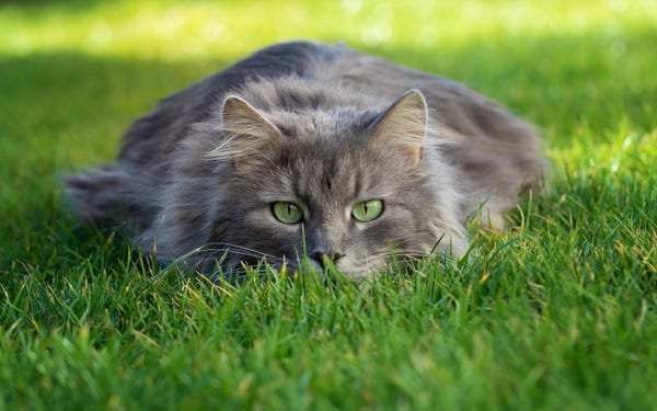 Foto di gatto grigio acquattato