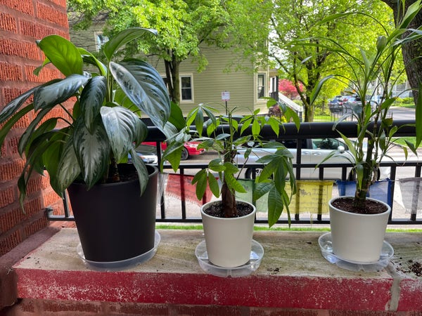 Three potted plants on a brick windowsill with a street view in the background.
