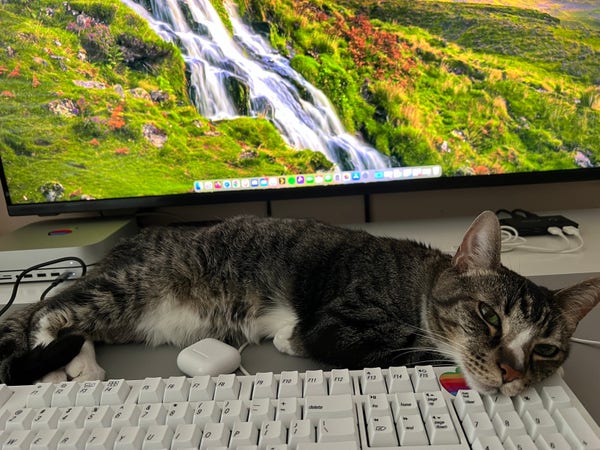 A cat laying on a white keyboard in front of a computer monitor displaying a nature scene with a waterfall.