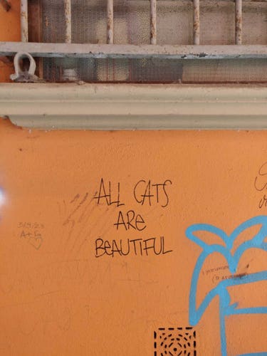 a writing on a wall, under a window, reading "all cats are beautiful"