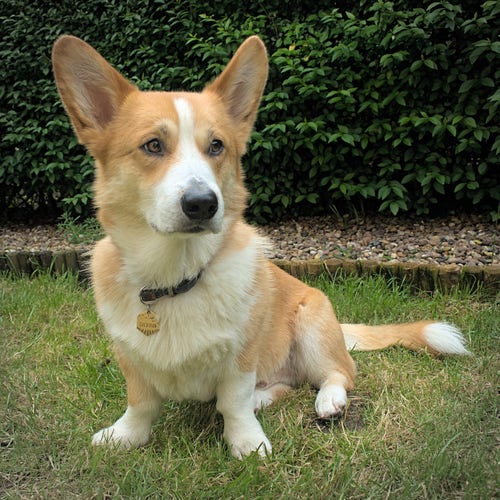 A Corgi sit one some scruffy grass. He's looking just off to the side and is showcasing his magnificently large ears.