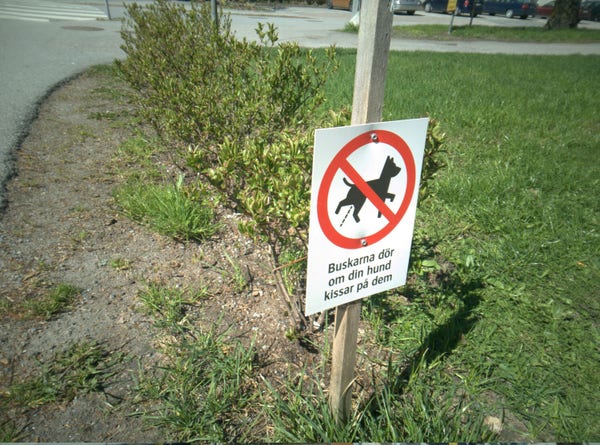 Photo of some bushes and a sign that says "The bushes die if your dog pees on them"