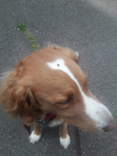 coccinelle posée sur la tête d'un chien roux très mignon