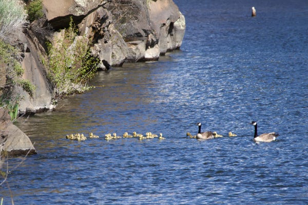 A pair of Canada geese floating in a big blue river, swimming toward a craggy bluff of volcanic rock. Around and ahead of them, a flotilla of little yellow goslings bobs. I swear I have counted and there are twenty-two. Twenty-two! This is on its way to a 101 Dalmatians situation here!