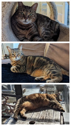 Three panel collage of a brown tabby cat, with varying sassiness of facial expressions in the first two, with the third focusing on her laxness, laid out in an almost-full stretch in the sun with her face obscured