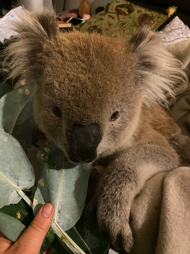Starving koala being held by animal rescue person. 