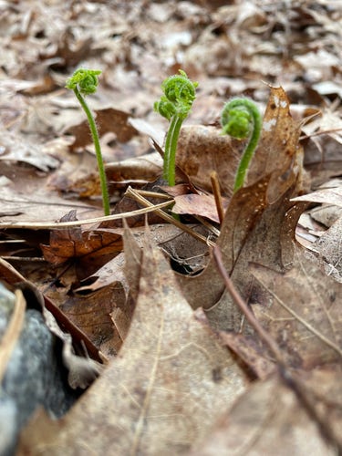 Three young ferns uncurling amidst dry, brown leaves on the forest floor.