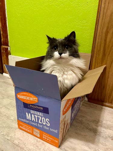 A grey and white kitty with a giant ruff sitting in an empty Manischewitz original matzos five pound carton. She looks quite pleased with
 herself.