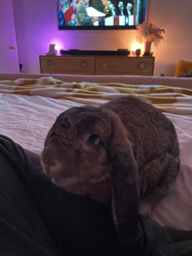 Matilda the bunny on my bed