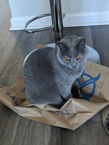 A Chartreux sitting on a bag
