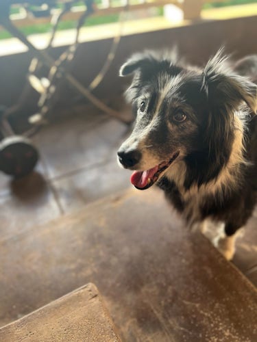 An elderly Australian shepherd dog smiles for the camera. She's black and white with quite a lot of gray hair and attitude.