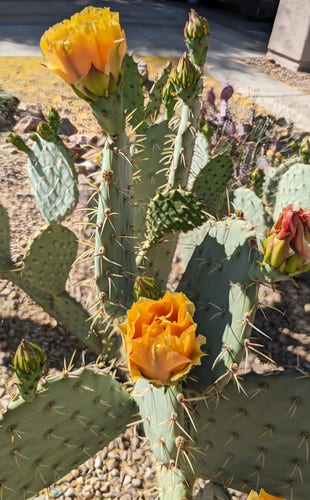 A green prickly pear with multiple pads, and yellow blooms in a yard with brown rocks