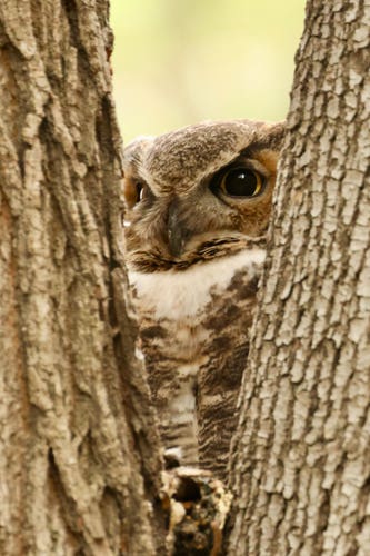 A sneaky owl blends in with tree bark.