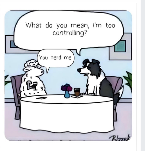 Border collie seated at table with a sheep, having drinks together: “What do you mean, I’m too controlling?”  The sheep replies: “You heard me.”