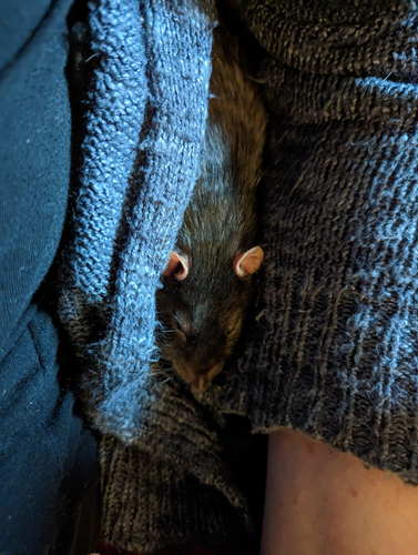 Midnight, a black agouti rat, snuggled up along side one of his humans