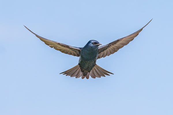 Photograph of a male purple martin in flight against a pale blue sky. The martin is flying towards the camera with it wings swept up and back and its head turned to the right leaving one eye visible. Male purple martins have purple-blue body feathers that flash iridescence in bright light, brown and black wing and tail feathers, dark grey legs and feet, large, deep-set, dark eyes, and a short, pointed beak that curves down at the tip and is ideal for catching insects in flight.