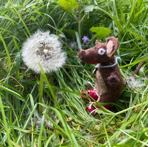Photo of Silvius, the baby Latin mouse, blowing on a dandelion clock to disperse the seeds and tell the time by the number of breaths it takes to blow away all the fluff