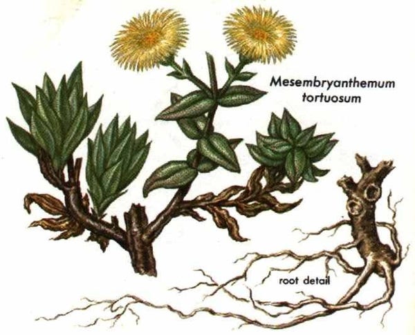 Botaniczny szkic Kanny w kolorze, rośliny o żółtych kwiatach przypominających mlecz, małych stożkowatych liściach, grubych gałązkach i rozłożystych korzeniach.