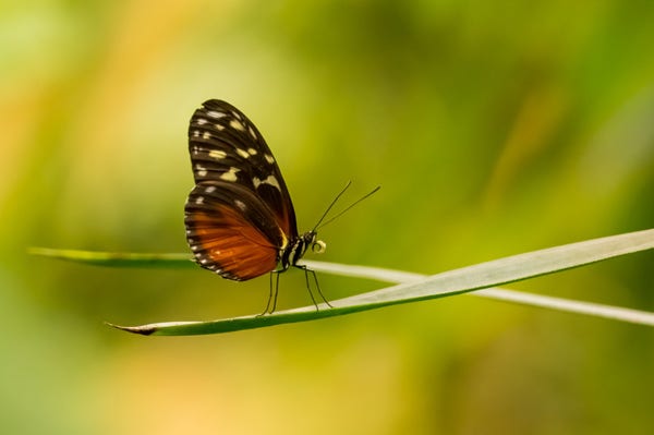 Ein Tigerpassionsblumenfalter sitzt auf einem Halm. Die langen, schmalen Vorderflügel sind an den Spitzen abgerundet und ihre kontastreiche Musterung bietet auf tropischen Hölzern eine gute Tarnung. 