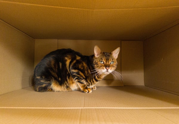 Our gold and brown marbled bengal cat sitting in a cardboard box that has been laid on its side. He is staring at the photographer with the customary contempt.