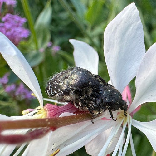Two funesta beetles mating on a flower