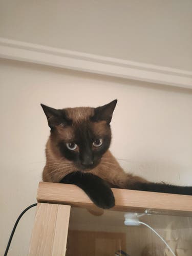 Leia the siamese cat guarding the domains from the top of the shelf.