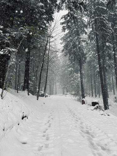Schnee im Wald