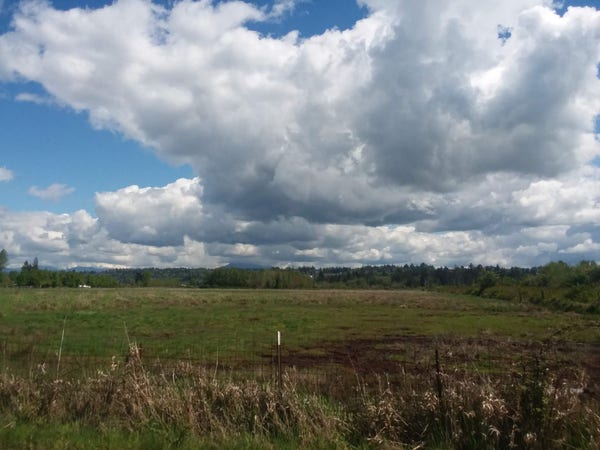 Gigantic puffy cumulus clouds with tinges of gray to them loom above the spring fields.