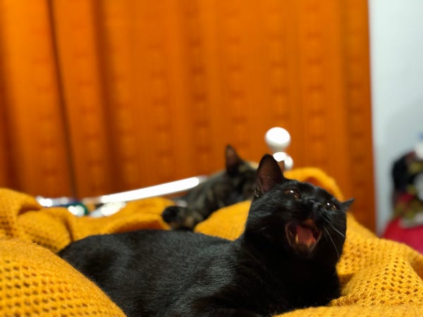 A small black cat yawning, looking like she’s going “AAAAARGH” because of my camera ineptness. A tortoiseshell sibling looks on in the distance.