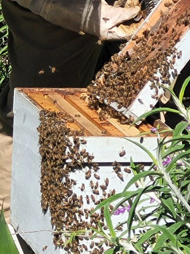 Bees hanging off a "nuc" - a small beehive used for small swarms. You can see there are frames in the nuc, which was empty.