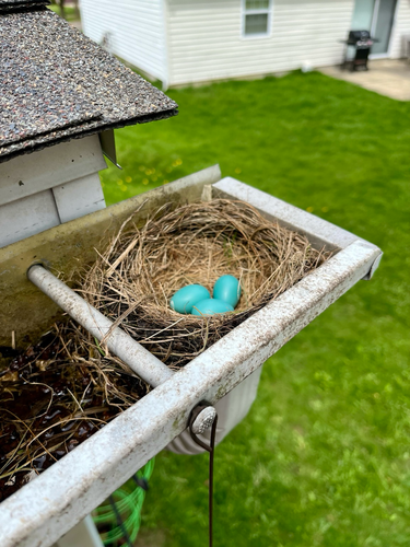 Robin’s nest over the downspout on the gutter with 3 colorful blue eggs with green lawn below. 