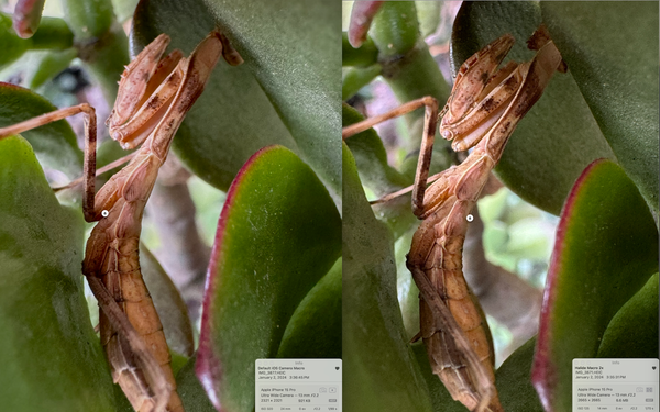 Comparison of macro two photos of a mantis with their metadata showing. The one from the default iOS camera has less noise and cleaner detail, despite having a higher ISO.
