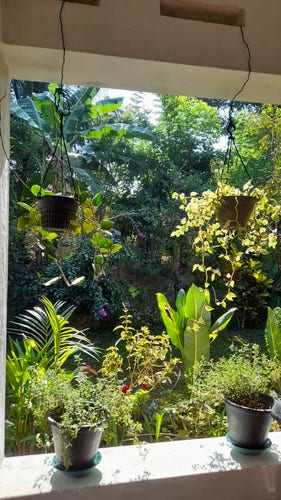 Various types of plants visible in a garden. Some flower pots are placed on top of a short wall; some are hanging from the roof of a house. Direct sunlight is falling on them making them shine in gold colour.