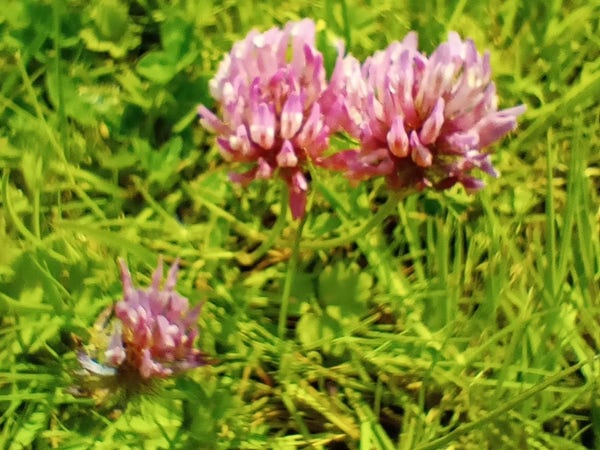Red clover blooming in short green grass. 
